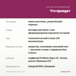 Пеларгония СЕлена Эрса (0,1л) — что приедет