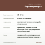 Пеларгония Steffens Blackie (0,1л) — параметры сорта
