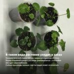 Пеларгония Steffens Blackie (0,1л) — в таком виде растение уходит в заказ