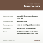 Пеларгония ТА Эммануэль (0,1л.) — параметры сорта