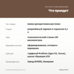 Пеларгония ТА Эммануэль (0,1л.) — что приедет