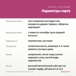 Пеларгония Toscana Dolce Vita Pink Eye (0,1л.) — параметры сорта