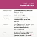 Пеларгония Ю Мерлезон 2 (0,1л) — параметры сорта