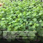 Пеларгония Ю Сакура (0,1л.) — в таком виде растение уходит в заказ