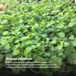 Пеларгония Ю-Сиреневый Туман (0,1л) — откуда растение: вертикальная ферма Завода ФЛОРА в Кемерово