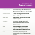 Пеларгония Ю-Сиреневый Туман (0,1л) — параметры сорта