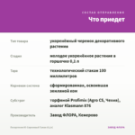 Пеларгония Ю-Сиреневый Туман (0,1л) — что приедет