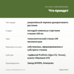 Пеларгония ЮВ Дайнерис (0,1л) — что приедет