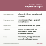 Пеларгония зональная Antique Rose (0,1л) — параметры сорта