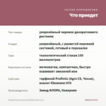Пеларгония зональная Antique Rose (0,1л) — что приедет