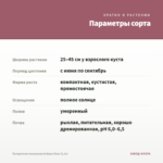 Пеларгония зональная Antique Rose (0,1л) — параметры сорта