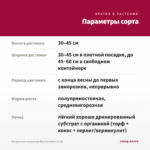 Пеларгония зональная Big Eeze Neon (0,1л) — параметры сорта