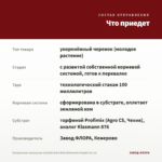 Пеларгония зональная Castello Dark Red (Belmonte Nnight) (0,1л) — что приедет