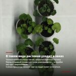 Пеларгония зональная Distinction (0,1л) — в таком виде растение уходит в заказ