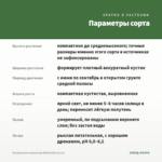 Пеларгония зональная Distinction (0,1л) — параметры сорта
