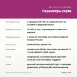 Пеларгония зональная Lara Harmony (0,1л) — параметры сорта
