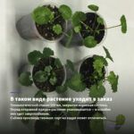 Пеларгония зональная Lilian Andrea (0,1л) — в таком виде растение уходит в заказ