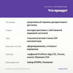 Пеларгония зональная Lilian Andrea (0,1л) — что приедет
