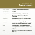 Пеларгония зональная Ludwigsburger Flair (0,1л) — параметры сорта