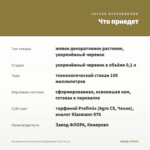 Пеларгония зональная Ludwigsburger Flair (0,1л) — что приедет