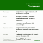 Пеларгония зональная Newport (0,1л) — что приедет