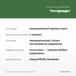 Пеларгония зональная Occold Shield (срез/1шт) — что приедет