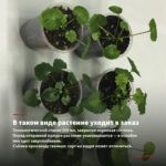 Пеларгония зональная Patricia Andrea (0,1л) — в таком виде растение уходит в заказ