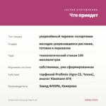 Пеларгония зональная Saga (0,1л) — что приедет