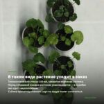 Пеларгония зональная Sutarve Klara Sun (0,1л) — в таком виде растение уходит в заказ