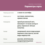 Пеларгония зональная Swanland Pink-Australien Pink Rosebud (0,1л) — параметры сорта