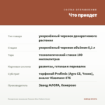 Пеларгония зональная Toscana Mrs. Pollock (0,1л) — что приедет