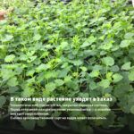 Пеларгония зональная Toscana Summer Twist White (0,1л) — в таком виде растение уходит в заказ