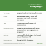 Пеларгония зональная Toscana Summer Twist White (0,1л) — что приедет