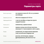 Пеларгония зональная Trend Yvonne Neon (0,1л) — параметры сорта