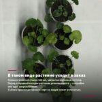 Пеларгония зональная Trend Yvonne Neon (0,1л) — в таком виде растение уходит в заказ