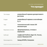 Пеларгония Зонартик Rushmoore Zambezi (0,1л) — что приедет