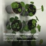 Пеларгония зонартик ЮВ Звезда Водолея (0,1л) — в таком виде растение уходит в заказ