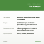 Пеллиония — что приедет