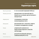 Пеллиония Браун (0,1л) — параметры сорта