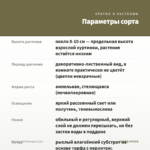 Пеллиония Пульхра (0,1л) — параметры сорта