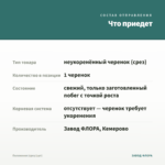 Пеллиония (срез/1шт) — что приедет