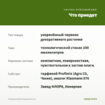 Пеперомия Долотовидная (0,1л.) — что приедет