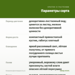 Пеперомия Долотовидная (0,1л) — параметры сорта