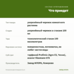Пеперомия Долотовидная (0,1л) — что приедет