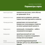 Пеперомия Глабелла Ред (0,1л) — параметры сорта