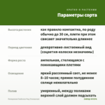 Пеперомия Глабелла Ред (Головатая) — параметры сорта