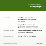 Пеперомия Глабелла Ред (Головатая) — что приедет