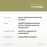 Пеперомия Green Gold — что приедет