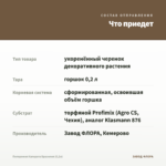 Пеперомия Каперата Бразилия (0,2л) — что приедет