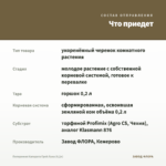 Пеперомия Каперата Грей Луна (0,2л) — что приедет